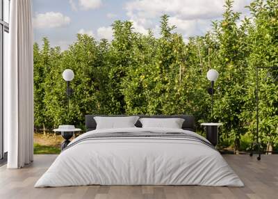 Apple orchard with a mature harvest of green apples Wall mural