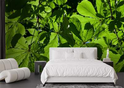 beautiful young foliage of green trees Wall mural