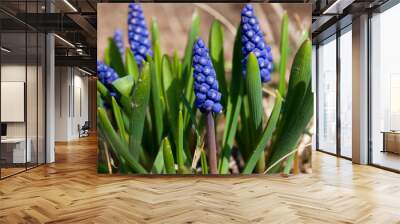 blue muscari growing in spring Wall mural