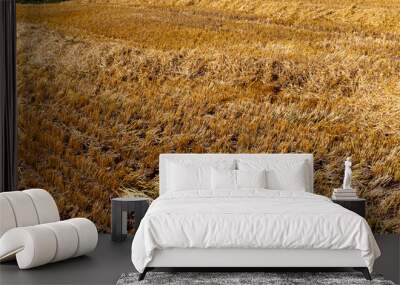 golden wheat straw is dry and prickly Wall mural