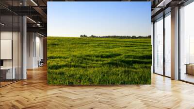 green grass Wall mural