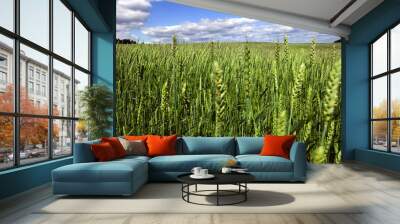 green triticale Wall mural