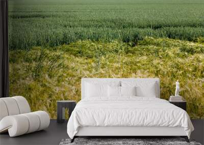 ripening rye changes color to yellow Wall mural