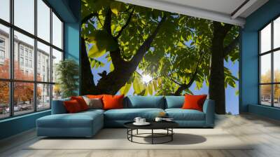 the green foliage of the walnut tree in the summer Wall mural