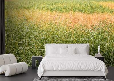 the rapeseed field Wall mural