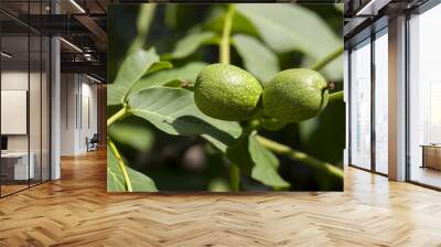 two green walnuts Wall mural