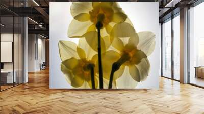 yellow daffodil in the spring season Wall mural