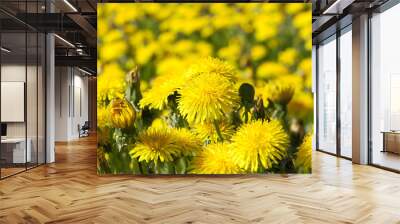 yellow dandelions in spring Wall mural