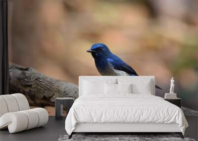 Hainan Blue Flycatcher Wall mural