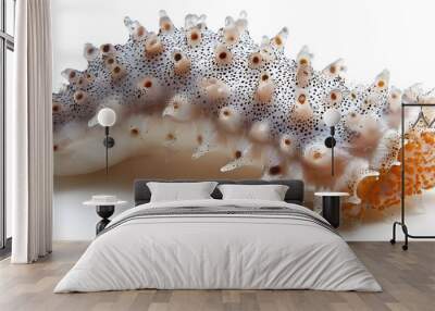 Highly Detailed Sea Cucumber Isolated on White Background Wall mural