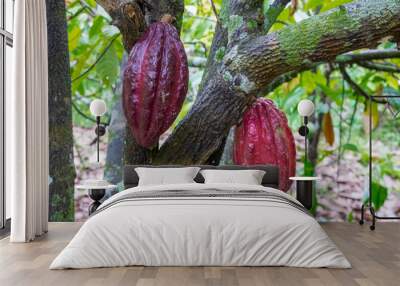 Cocoa bean ripe in tree in jungle before harvest Wall mural