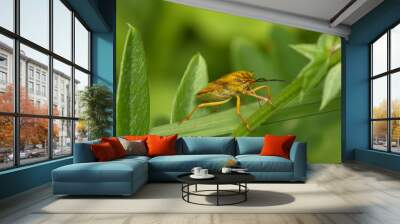 Yellow bug on a green background Wall mural