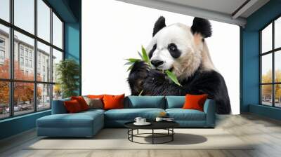 A panda bear eating bamboo isolated on a transparent background. Wall mural