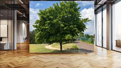 Hornbeam, Carpinus, betulus Wall mural