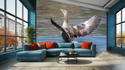 The greylag goose spreading its wings on water. Anser anser is a species of large goose Wall mural