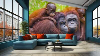 mother and baby orangutan  Wall mural