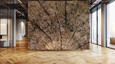 Wall Wood Backgrounds And Textures. Wall mural