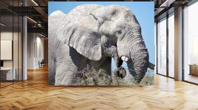 old elephant Wall mural