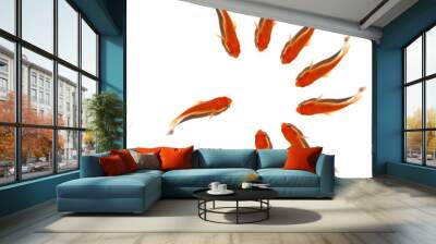 Gold fish shoal . Wall mural