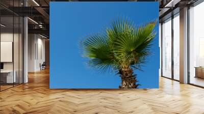 palm tree and sky Wall mural