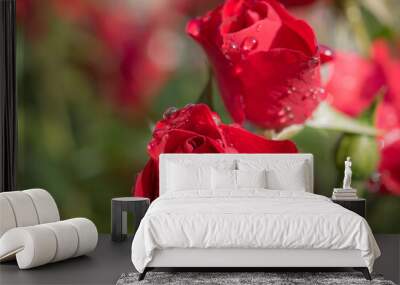 red rose with dew drops Wall mural