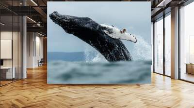 Humpback whale, the most charismatic marine mammal with its flippers and breaching out Wall mural