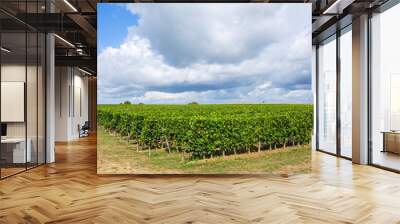 Vineyard at the rural fields Wall mural