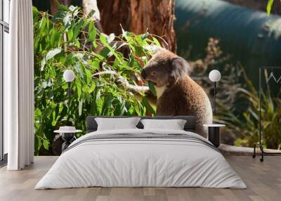 koala  eating eucalyptus leaf Wall mural