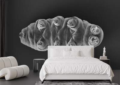 tardigrade (water bear). Wall mural