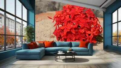 Red Ixora coccinea or  Rubiaceae flowers grown at my home in India Wall mural