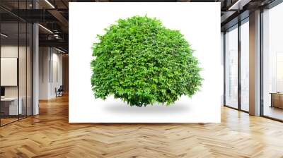 Flower bush tree isolated tropical plant with clipping path. Wall mural