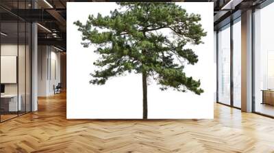 Pine tree isolated on white background. This has clipping path Wall mural