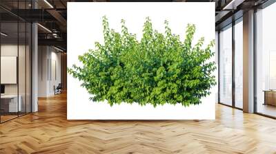 Tropical plant flower bush shrub tree isolated on white background with clipping path	
 Wall mural