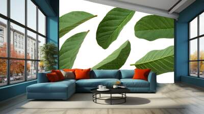 Guava leaf isolated on white background Wall mural