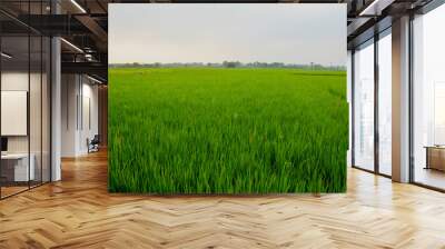 Close up of long green rice plants, paddy plants in an Indian field of  West Bengal, selective focusing Wall mural