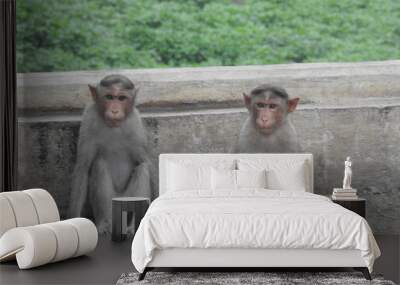 2 cute monkeys Wall mural