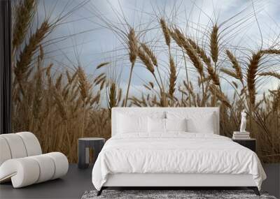 Wheat and sky field Wall mural