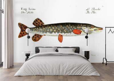 Illustration of fish Wall mural