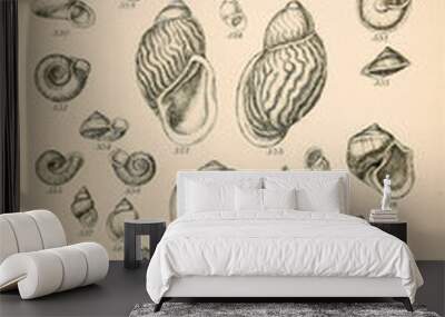 Illustration of shells Wall mural