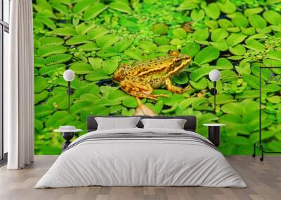 A fly sits on the head of a frog that sits on a duckweed on the surface of the water Wall mural