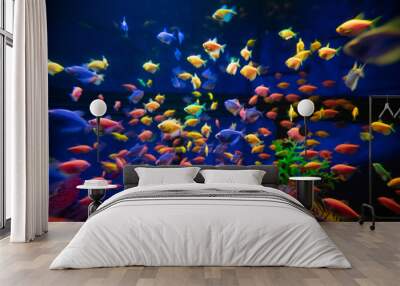 A lot of colorful fishes in aquarium for design purpose Wall mural