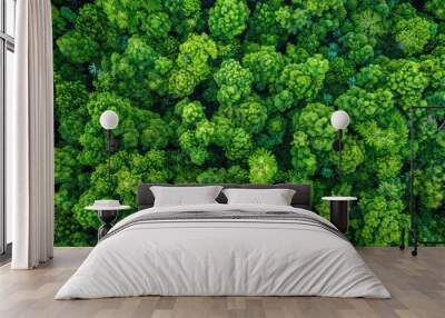 Bird s eye view of green forest Rainforest ecosystem and environment concept Tree texture viewed from above Wall mural