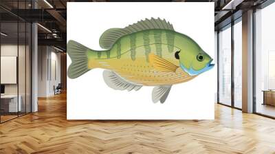 Bluegill inhabit the rivers of many countries. Vector illustration. Wall mural