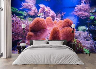 Coral reef in aquarium for design purpose Wall mural