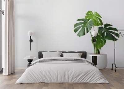 clean image of a large leaf house plant Monstera deliciosa in a gray pot on a white background Wall mural