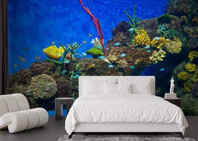 Coral Reef and Tropical Fish in Sunlight Wall mural