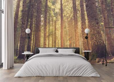 Pine forest in sunlight. Retro style Wall mural