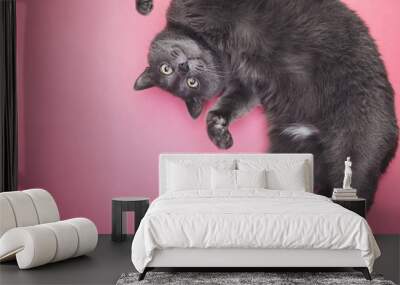 grey funny cat posing on the pink background Wall mural