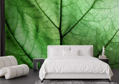 macro green leaves Wall mural