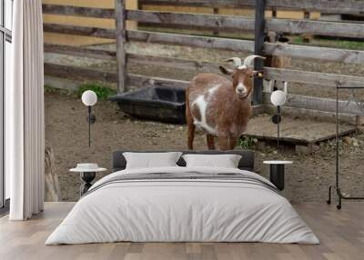 One box with brown fur. Goat in the meadow. Brown goats with horns on a farm in the summer. Wall mural